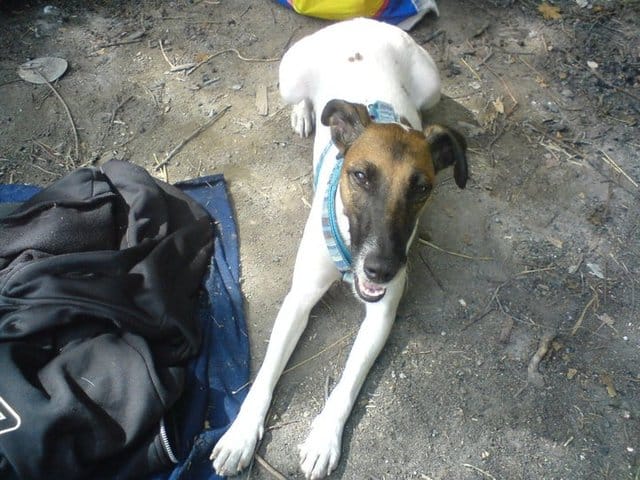 Choupi et les chien le test et fait :(