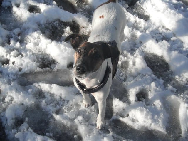 Les élections présidentielles de Wamiz !