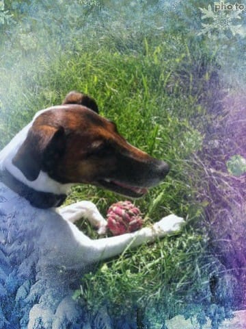 le fox terrier qu'en pensez vous
