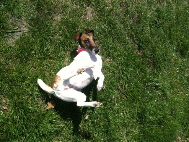 Ma chienne essaye de me monter