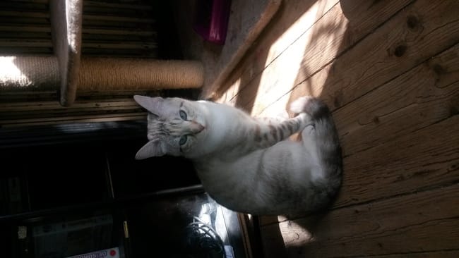 voila notre petite nouvelle recuperer 