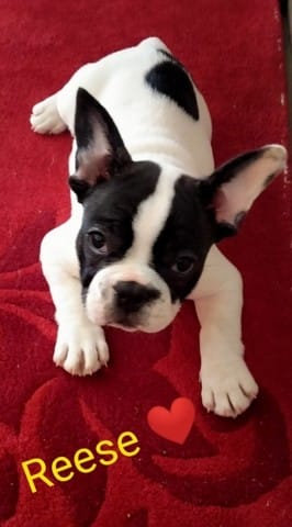 Mon bouledogue de 2 mois de gratte beaucoup