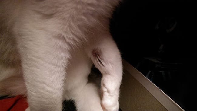 Abcès après abcès à la patte, urgent 