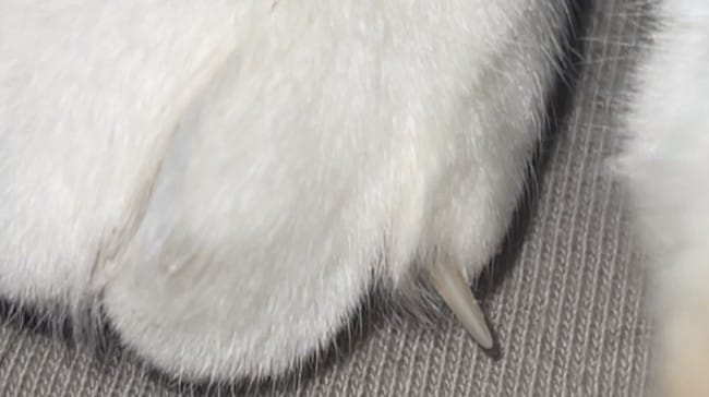 Est-ce normal qu’une griffe de mon chat va sur le côté ?