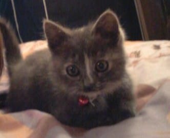 Savoir la race de mon Chat ?