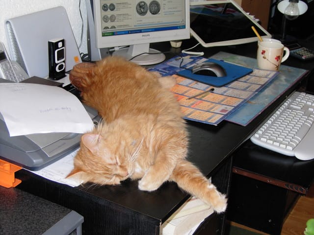 reconnaître la race de son chat