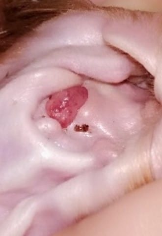 Chiens boule oreille
