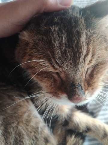 Pourquoi mon chat pert ses poils au niveau du nez?