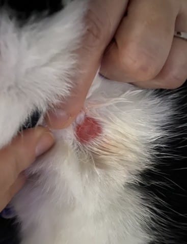 Avis : attaque ou teigne