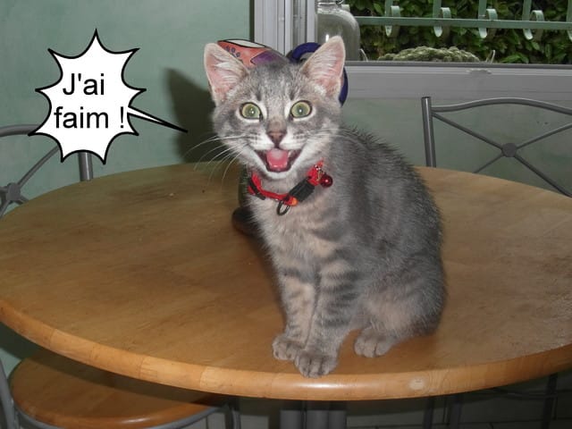 Mon chaton est boulimique... Lol