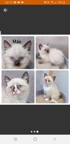 Question poil long ou court