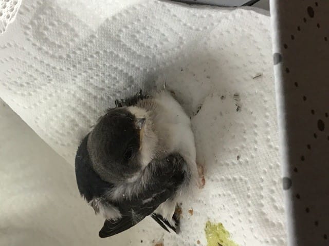 Demande d’espèce pour un oiseau sauvé