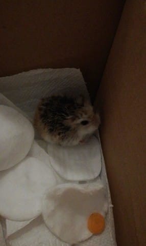 mon chat à ramené un hamster sauvage à la maison