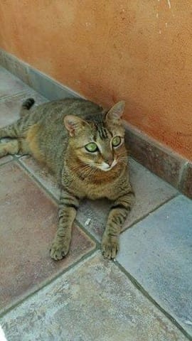 Perdue Nina chatte Européen Tigrée le 17/10/17 à Cannes La Bocca (06)