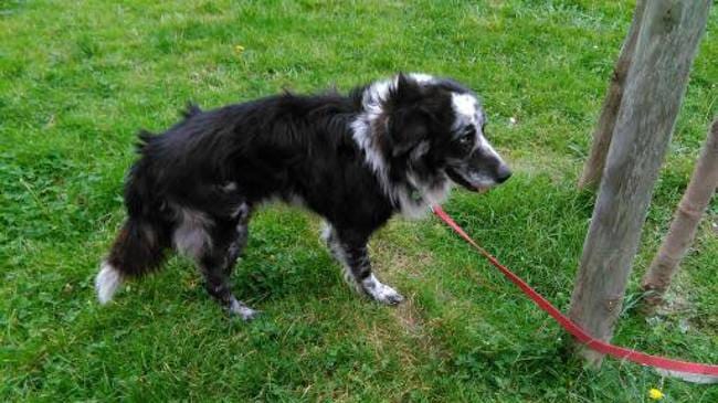Trouvé à Nice le 07/01/18 chien Berger Autralien croisé Border Collie