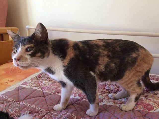 Perdu Mia chatte 7 ans tricolore le 14/11/21 à Cagnes sur Mer quartier des Vespins