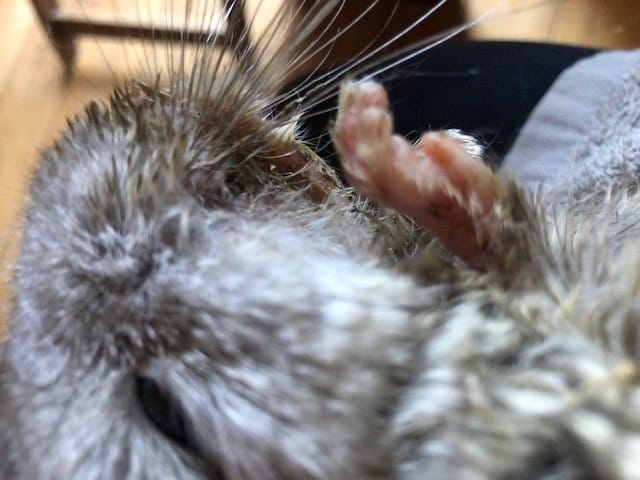 PROBLÈME DE POILS ET DE POID