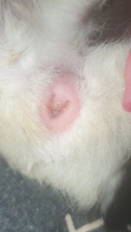 Cochon d'inde mâle ou femelle ? (Photo)