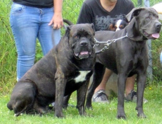 Quelle race?