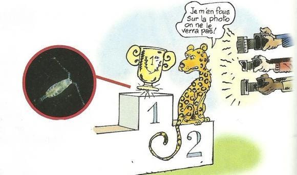 Quelle tortue ce guépard!
