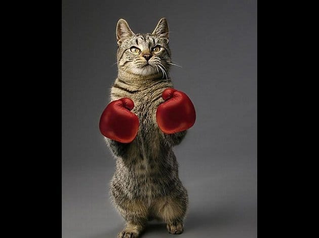 Sport pour chat?