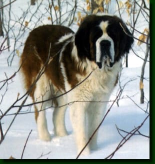 Bavoir pour St-Bernard^^?