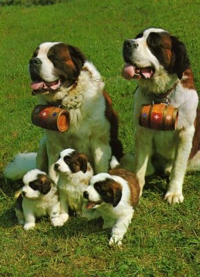 Concours: Famille de chiens