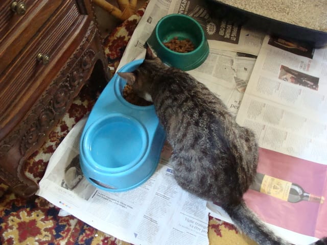 Mon chat boit l'eau des plantes !