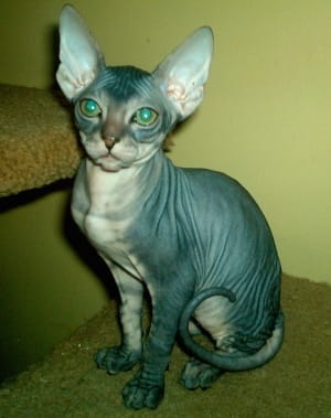 Chat du type de Solebo.