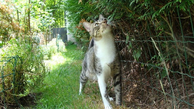 Comment reconnaître un chat qui a des puces?