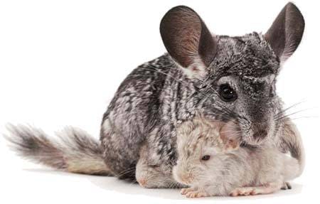 Chinchilla, comment est-il?