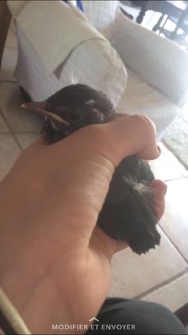 Quel est la race de cet Oisillon