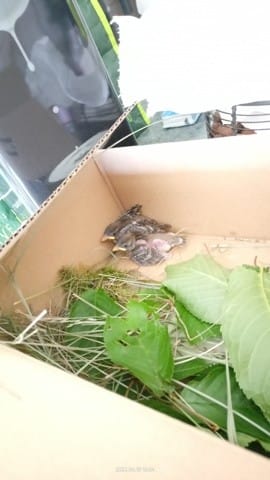 Bébés moineaux tombés du nid !