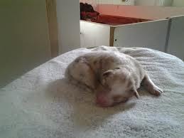 Comment faire pour sauver la vie d'un chiot
