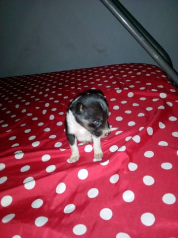 Chien croise