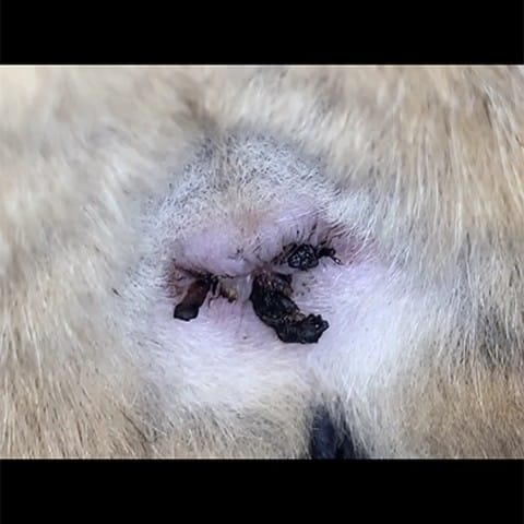 Mon chat a des petites boules / croûtes noir autour de l'anus