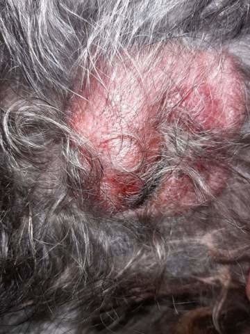 J ai pas compris la maladie de mon caniche