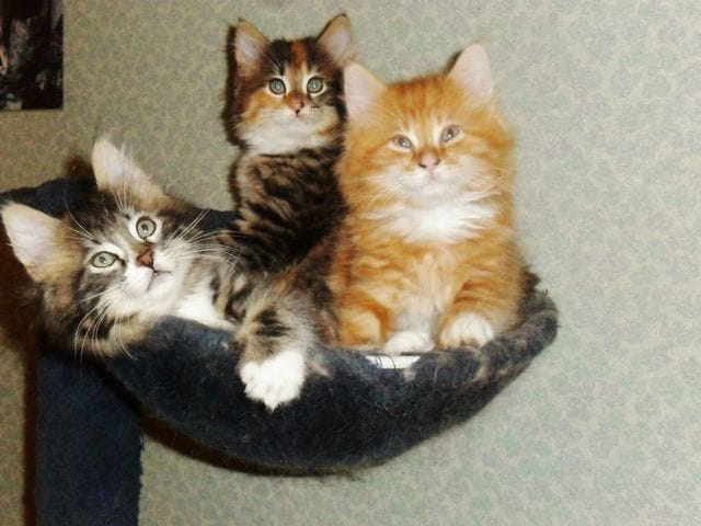 mon chaton est-il un maine coon?