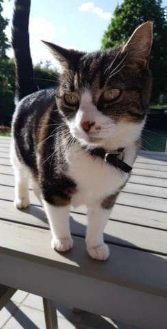 Chat Isabelle (mâle)?
