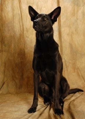 Quel est l origine de ce chien ?