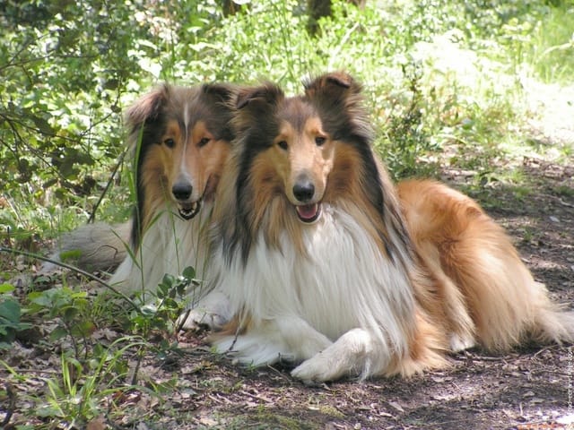 Quel race vous préféré le berger australien , des shetland ou colley ?