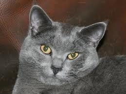Un forums pour Chartreux et Bleu Russe