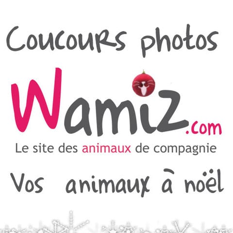 Concours Photos : Vos animaux à Noel