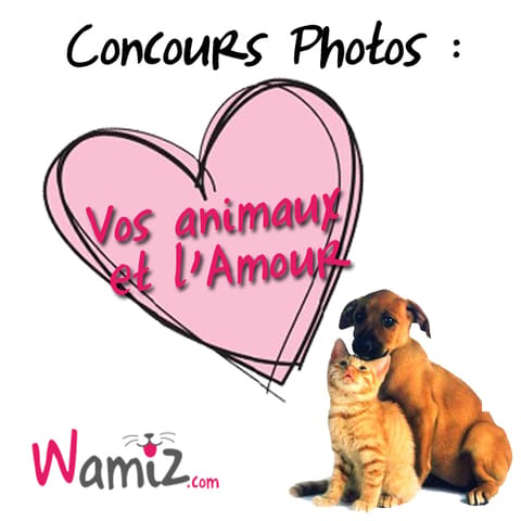 Concours Photos : Vos animaux & l'Amour