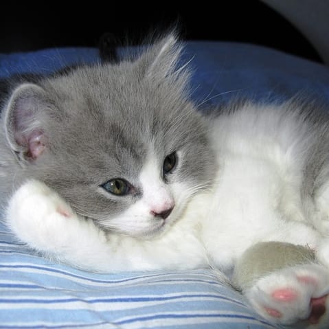 Nouveau quizz en ligne !