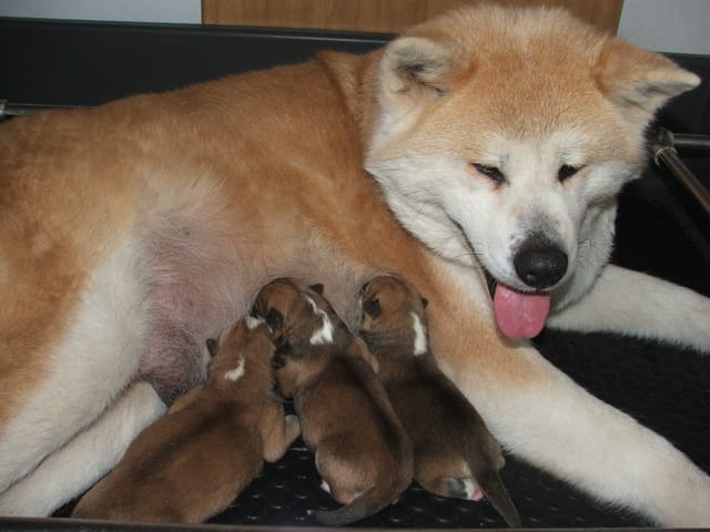 D'adorables chiots Akita Inu à suivre au jour le jour, et en images !