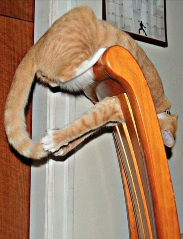 Les positions les plus improbables de vos chats !