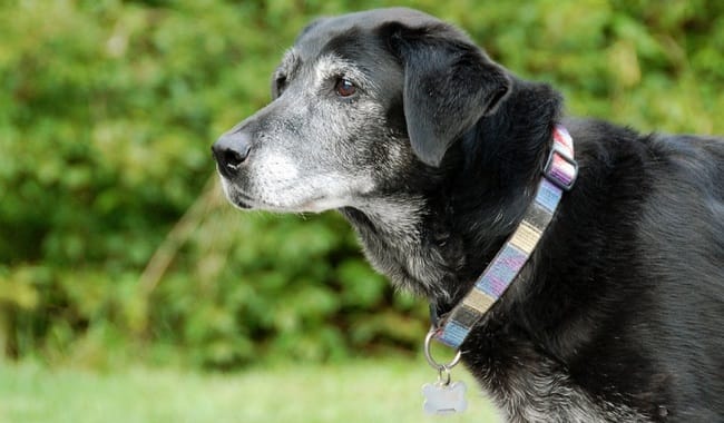 Vos vieux chiens à l'honneur sur Wamiz !