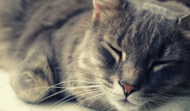 Vos vieux chats à l'honneur sur Wamiz !