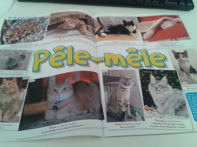 Votre chat dans le prochain numéro de Matouchat !